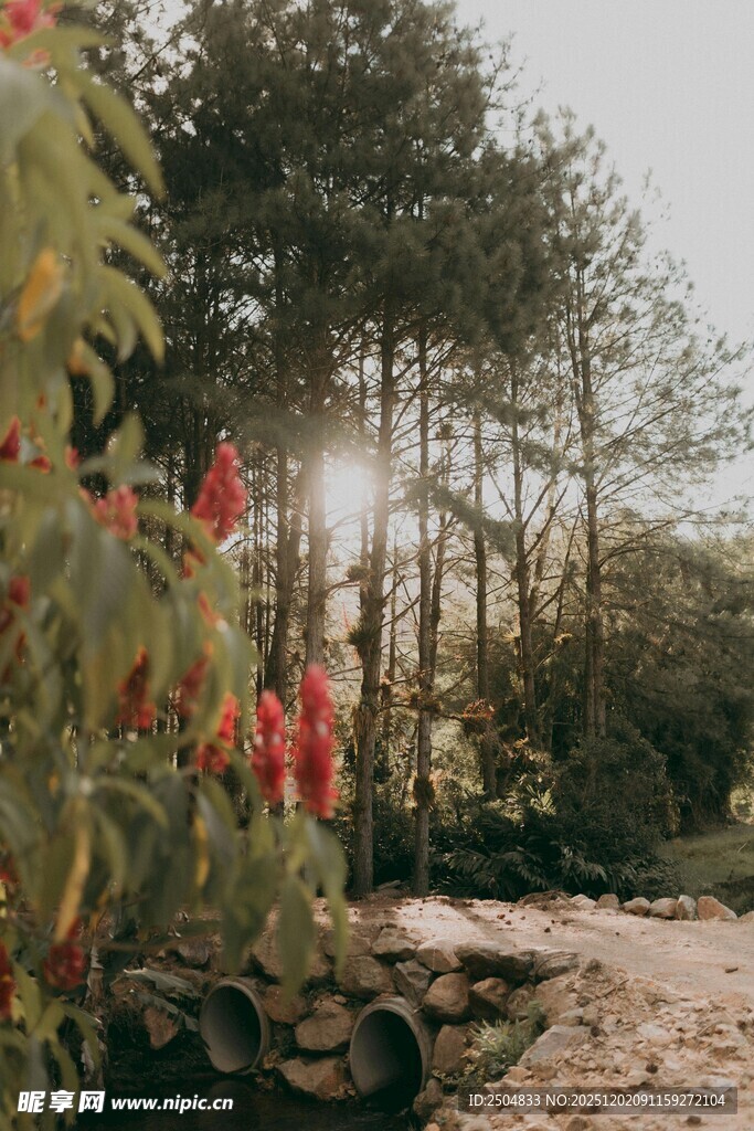 林间花草与阳光洒落之景