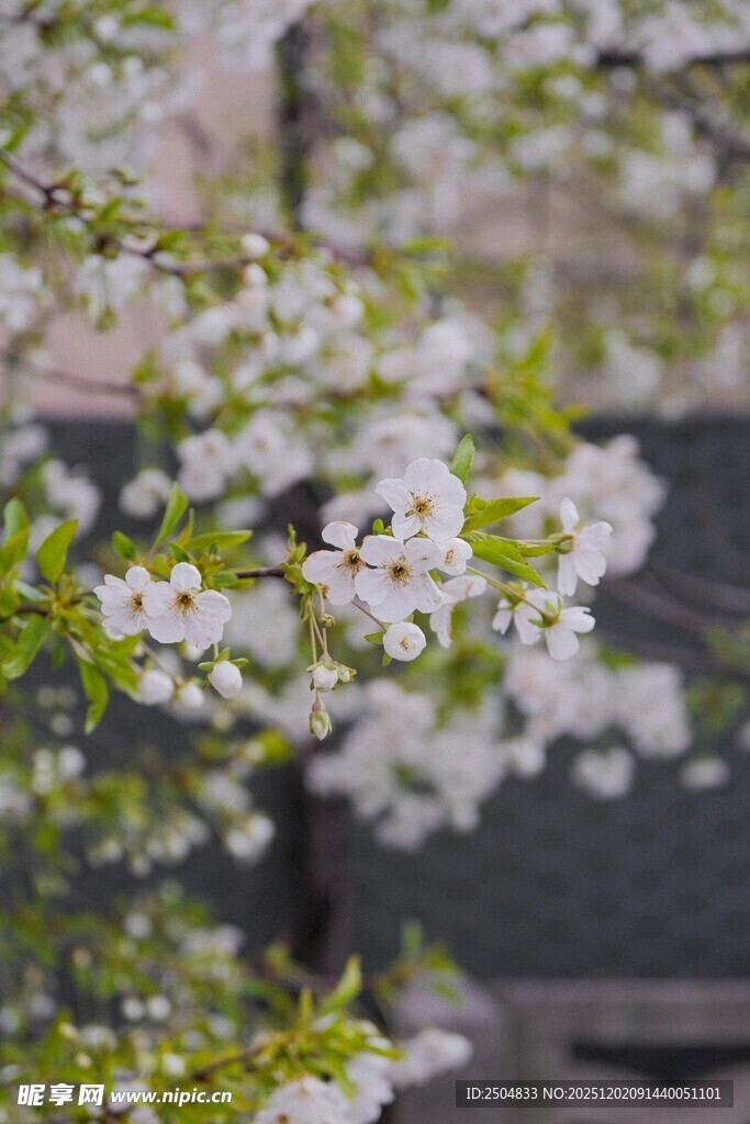 枝头绽放的洁白花朵