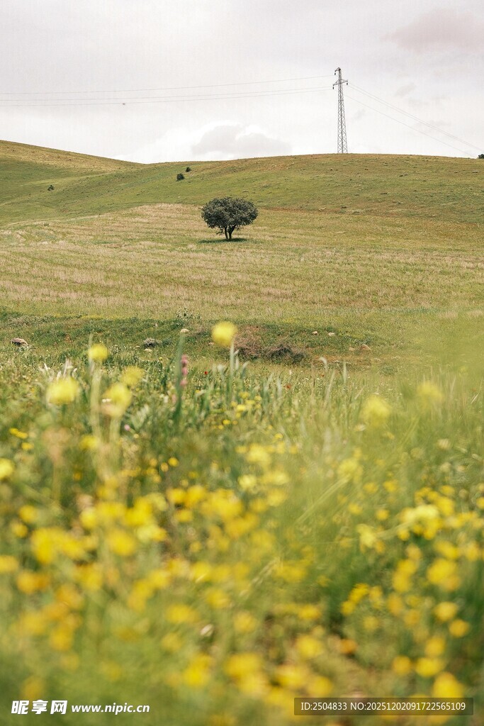 田野黄花与孤树风景