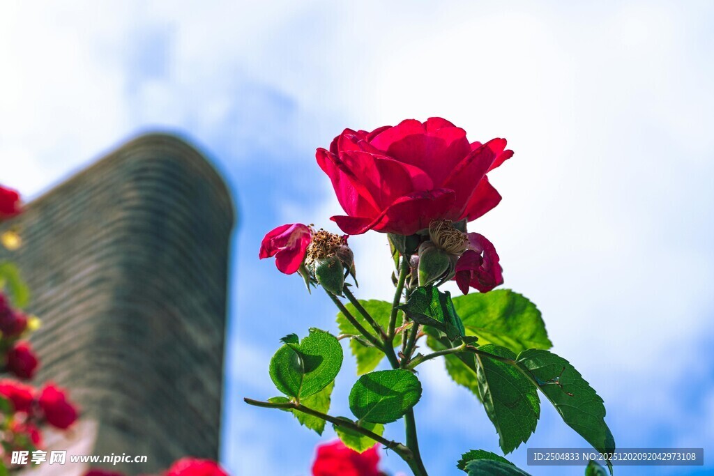 娇艳红玫瑰绽放于蓝天