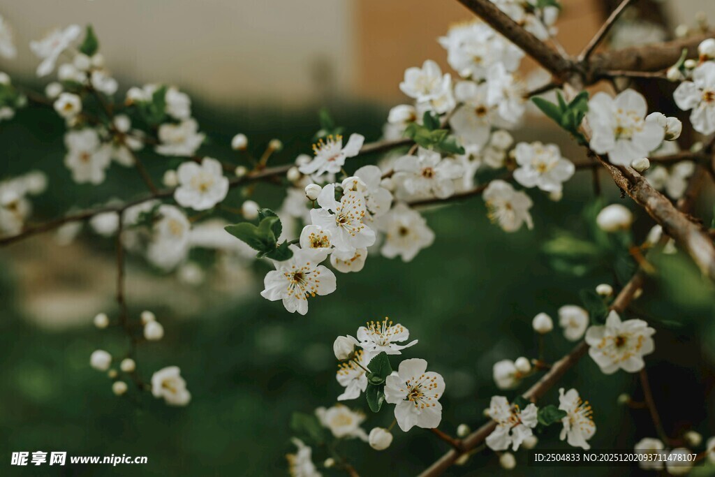 枝头绽放的洁白花朵