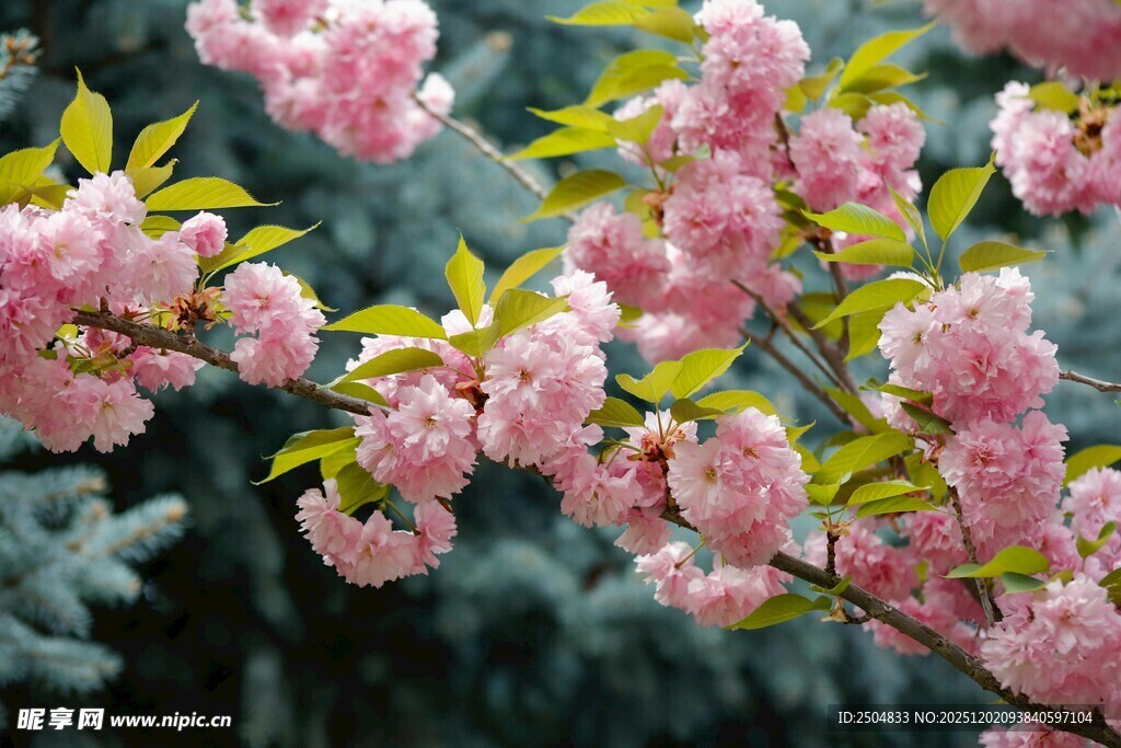 枝头绽放的粉嫩樱花