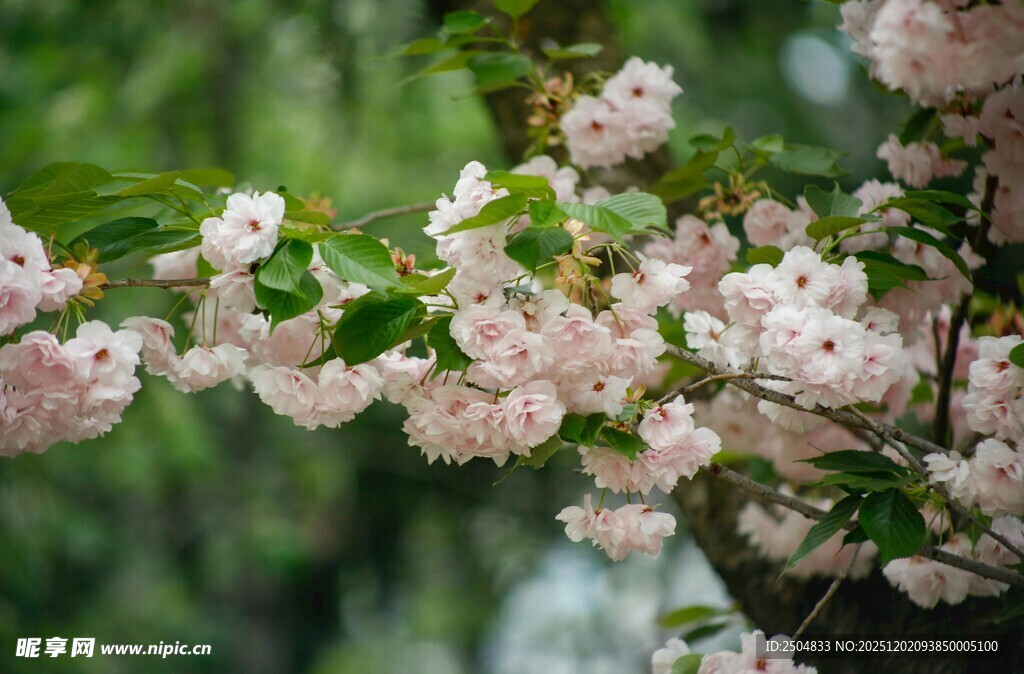 枝头绽放的粉嫩樱花