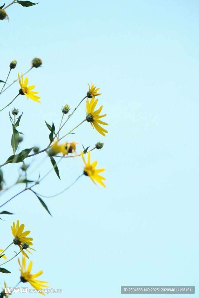 蓝天映衬下的黄色小花