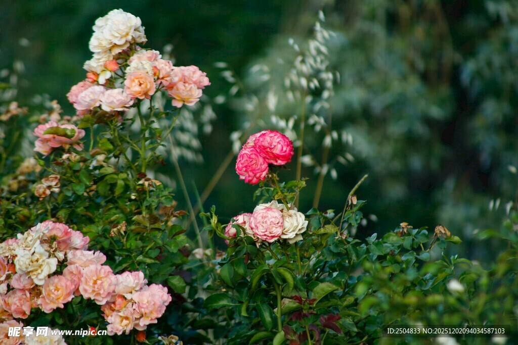 多彩蔷薇绽放于绿意间