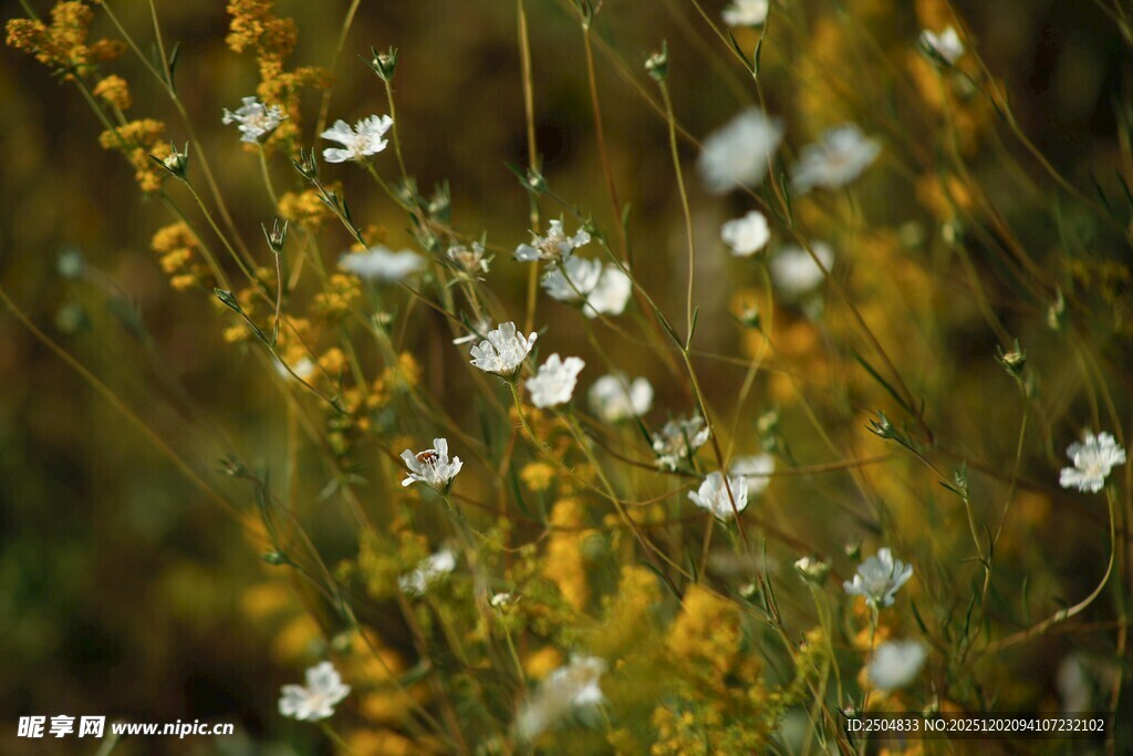 田野中的小白花与黄花