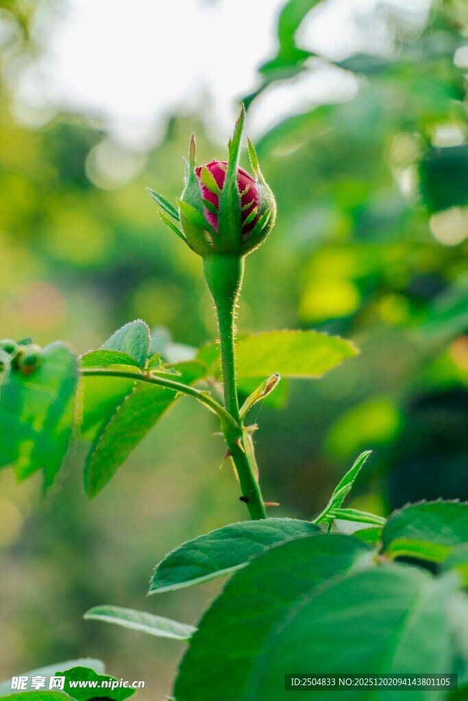 含苞待放的绿色植物