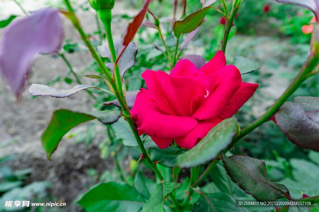 娇艳红玫瑰绽放于绿叶间