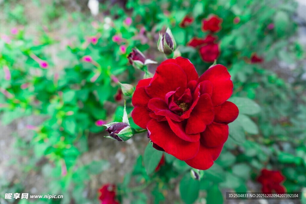 娇艳红玫瑰绽放绿叶间