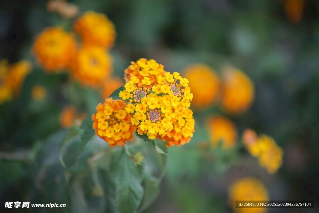 绽放的黄色小花