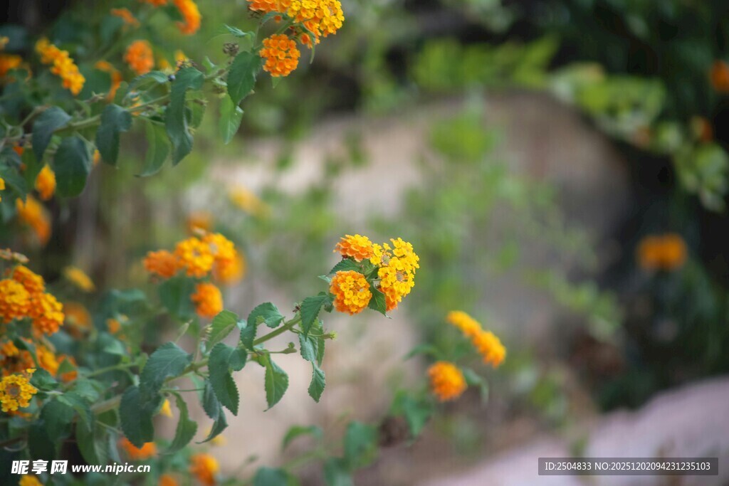 绽放的黄色花朵
