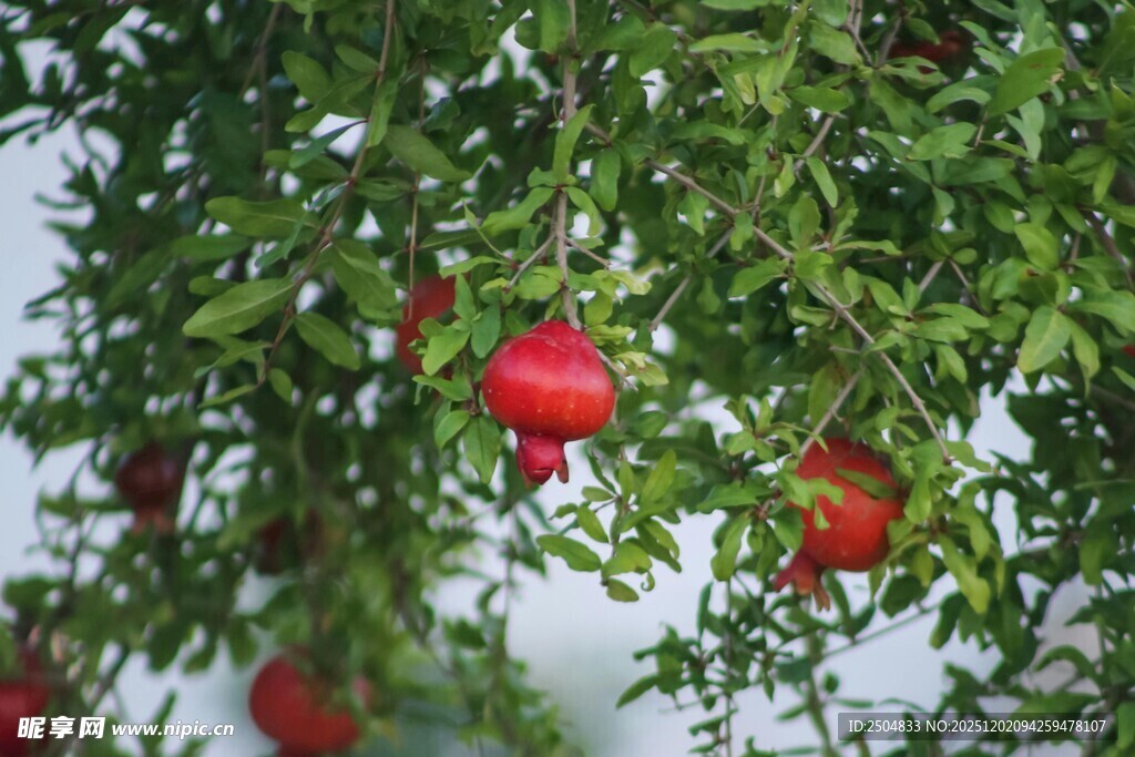 枝头红石榴 绿意相伴