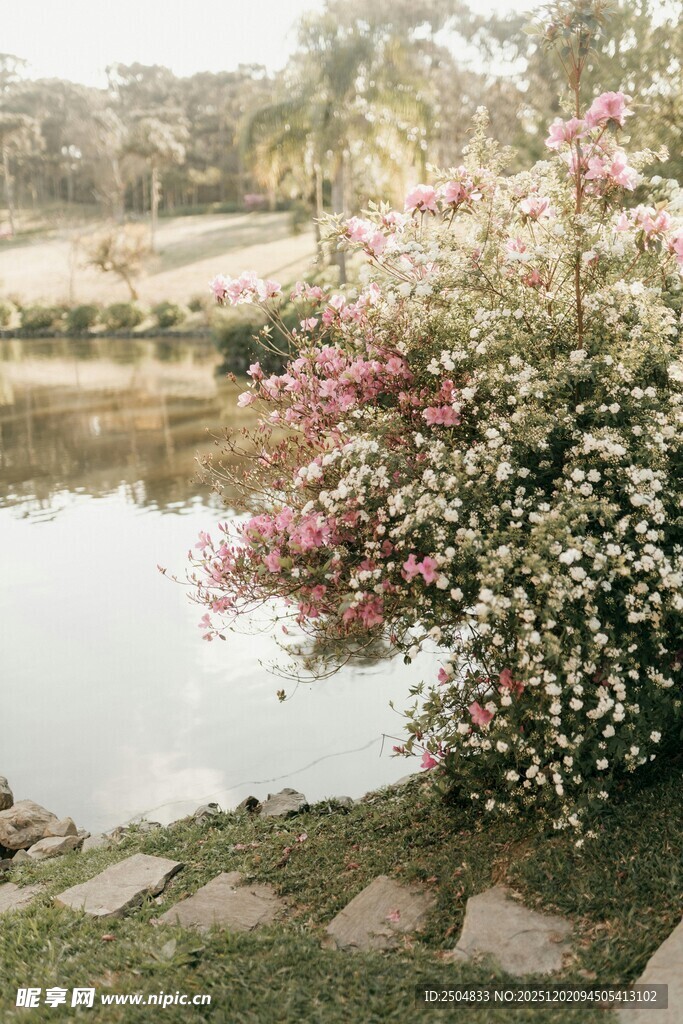 湖畔繁花小径的静谧景致