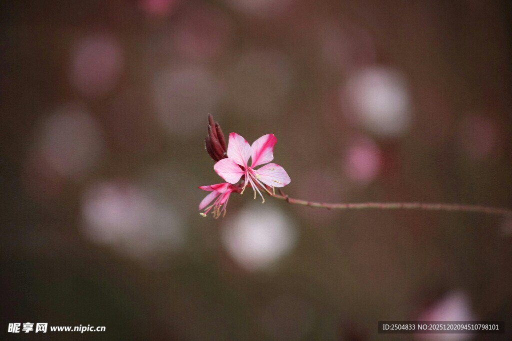 一枝娇俏绽放的粉色小花