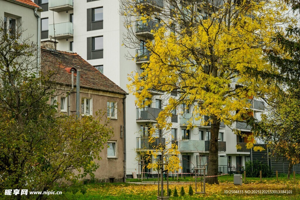 秋日小区里的黄叶树木