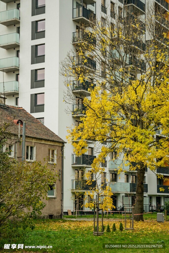 秋日小区旁的金黄树木