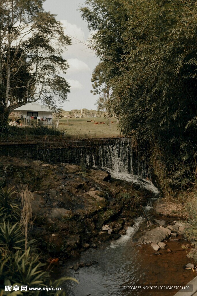 山间溪流旁的静谧景致
