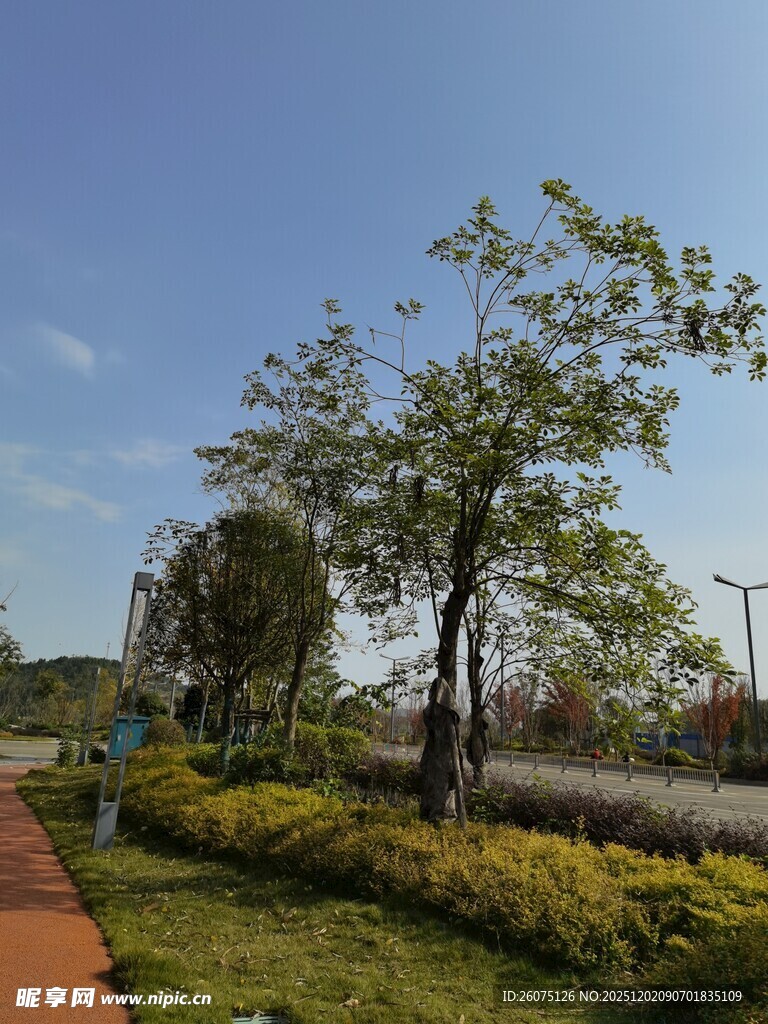 户外清新绿植景观