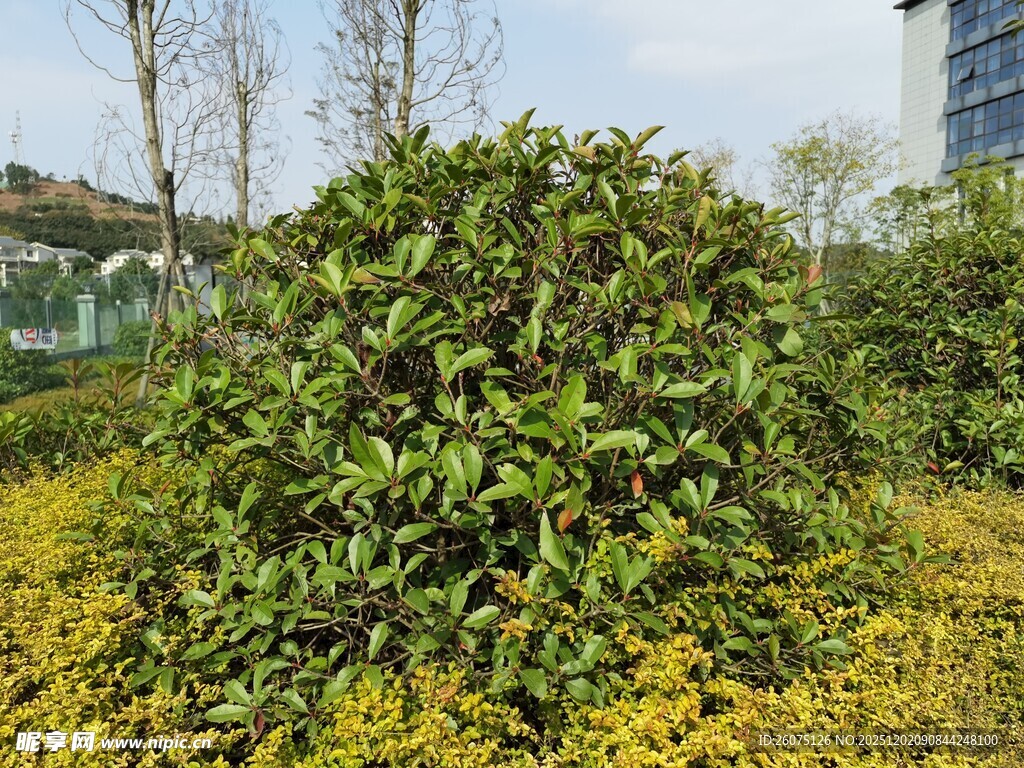 绿叶黄花的繁茂灌木景观