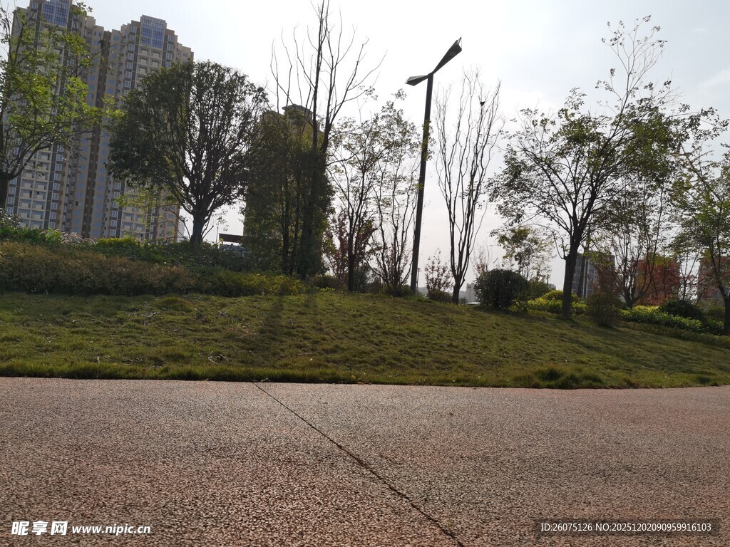 城市道路旁的绿植景观