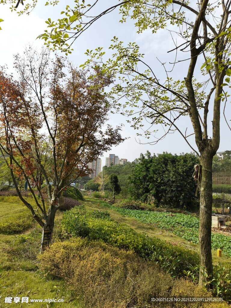 郊外绿意盎然的自然景致