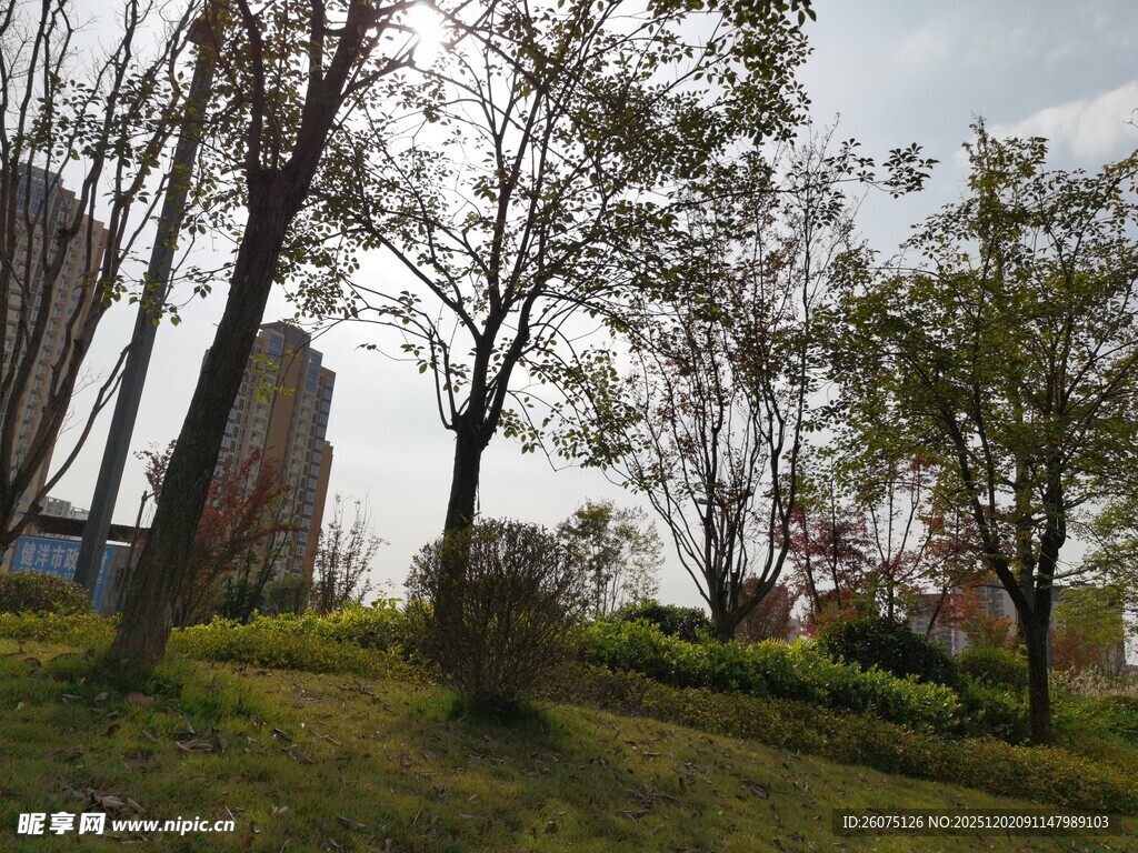 城市中的绿意盎然景观