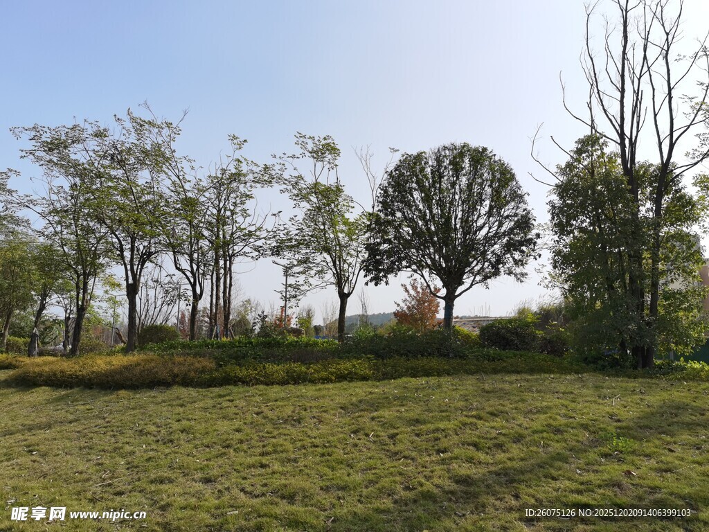 户外草地树木自然风景