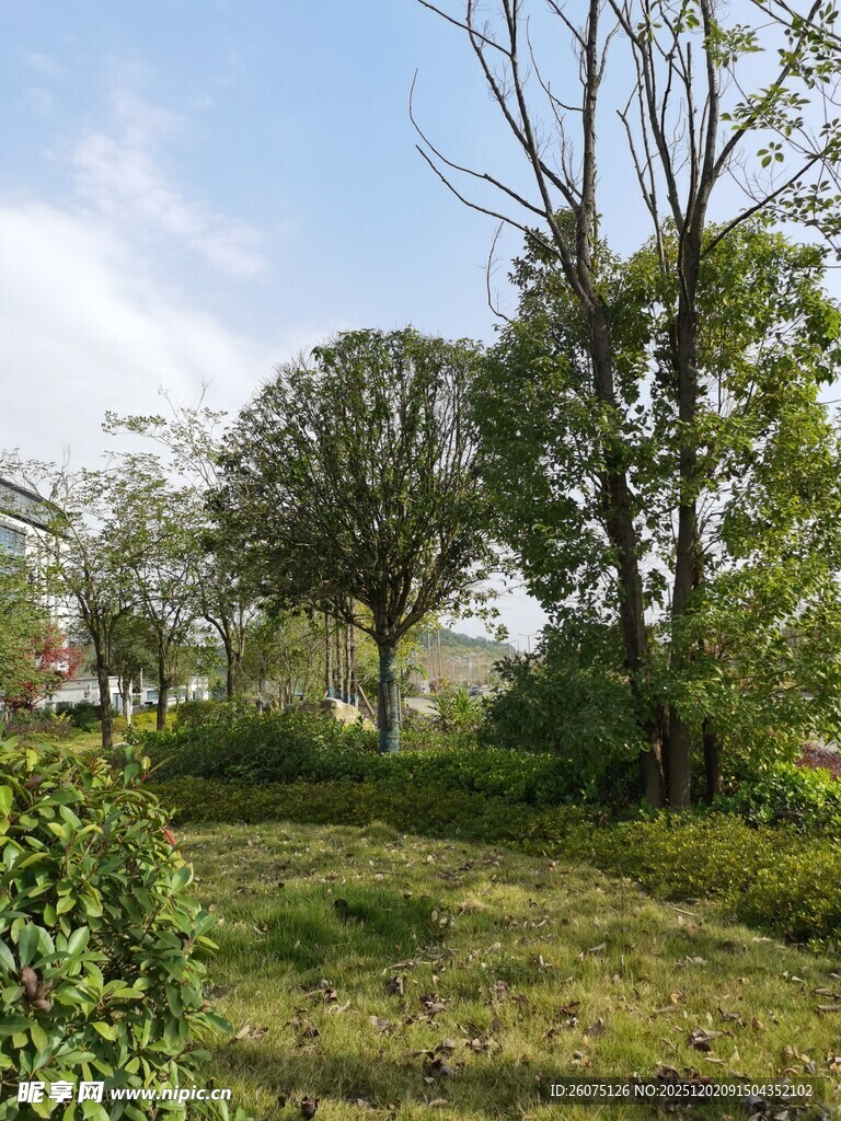 户外绿意盎然的自然景致