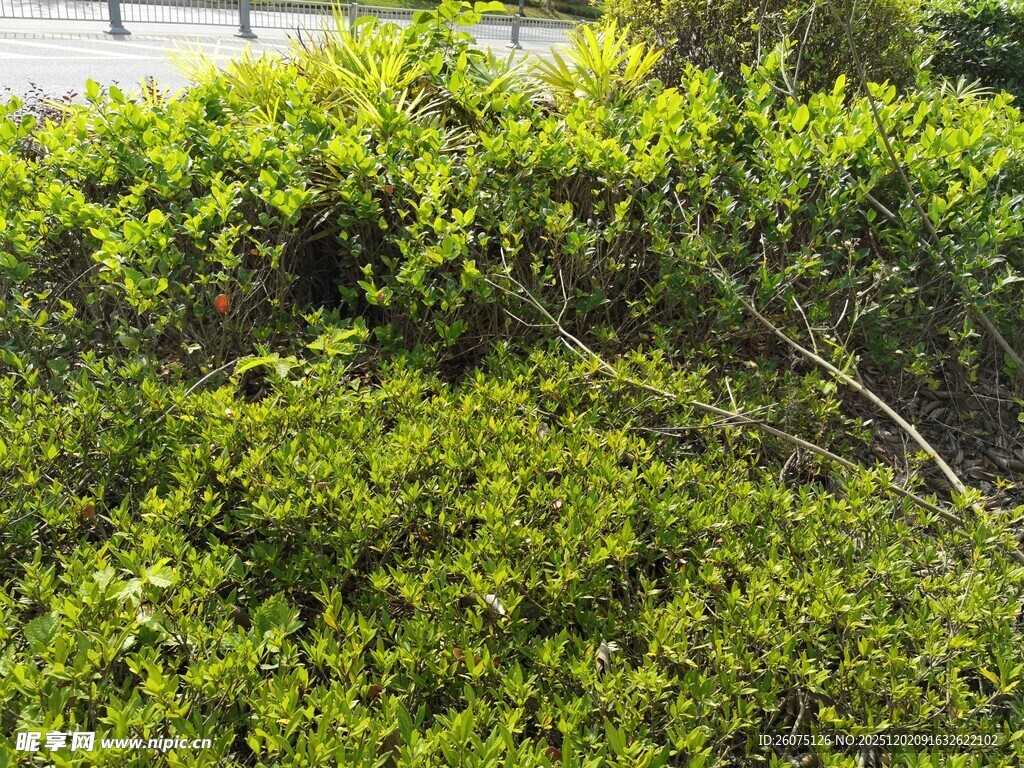 翠绿繁茂的灌木丛