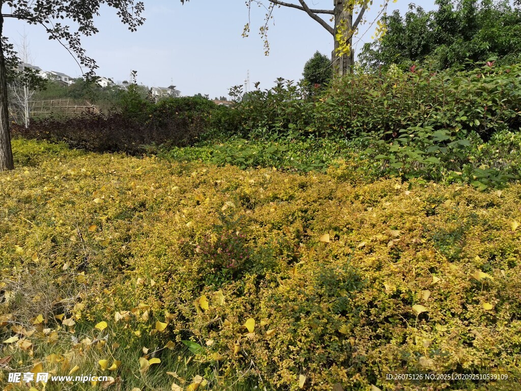金黄花海装点自然美景