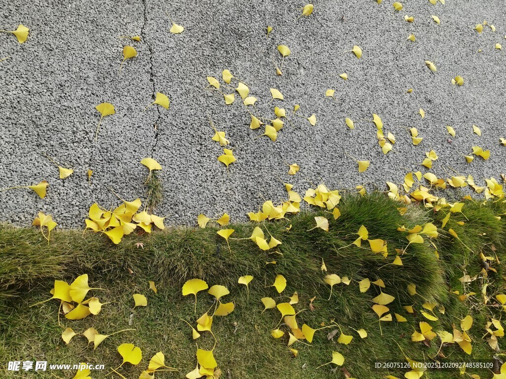 地面散落的黄色银杏叶美景