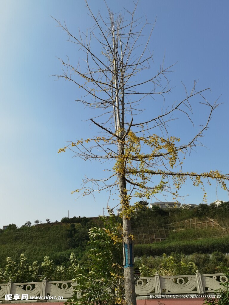 单株黄叶树于开阔景致中