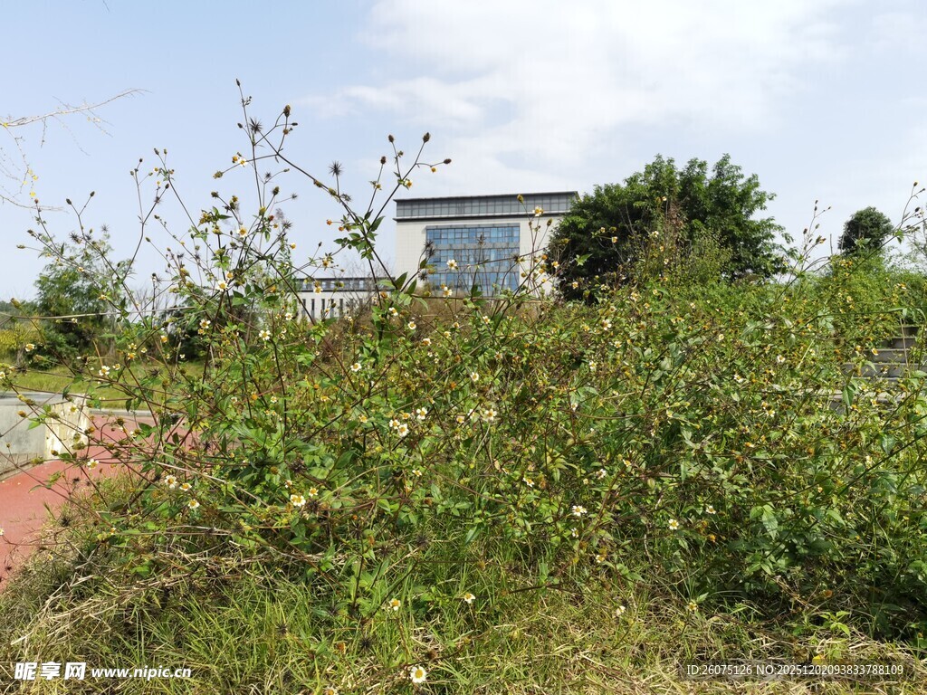 被植被环绕的远处小屋