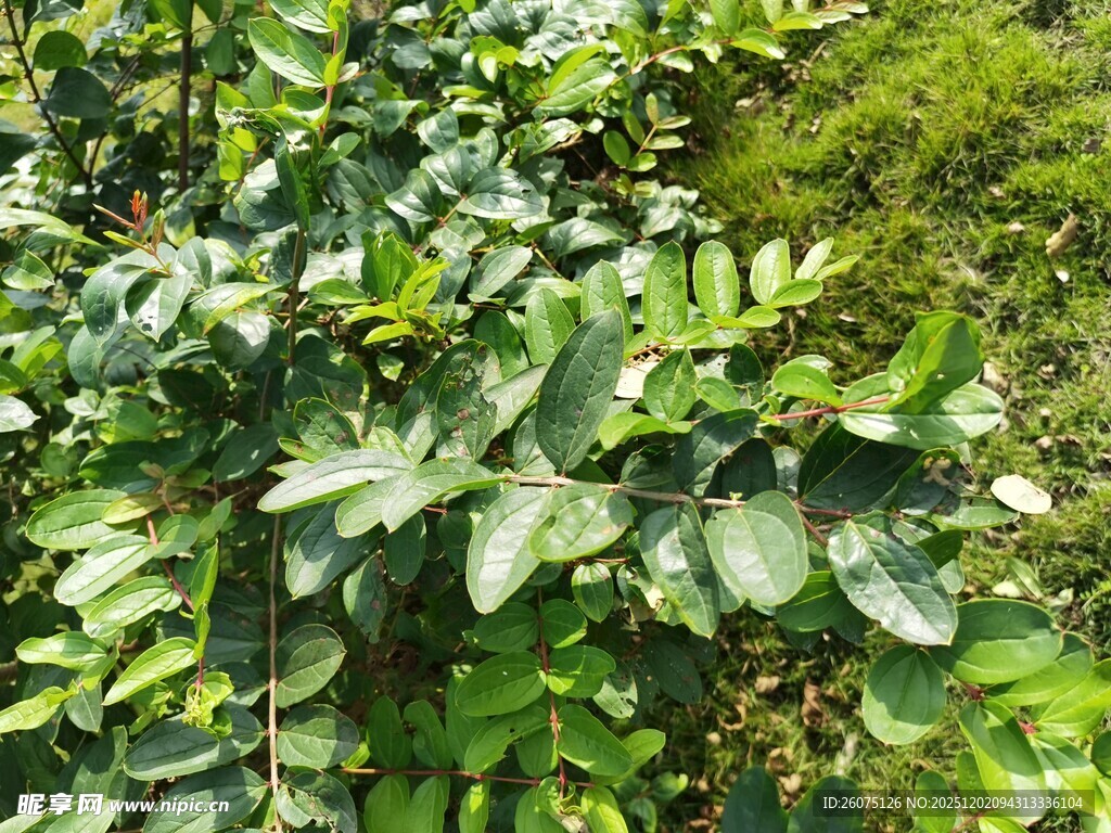 茂密绿叶植物景观