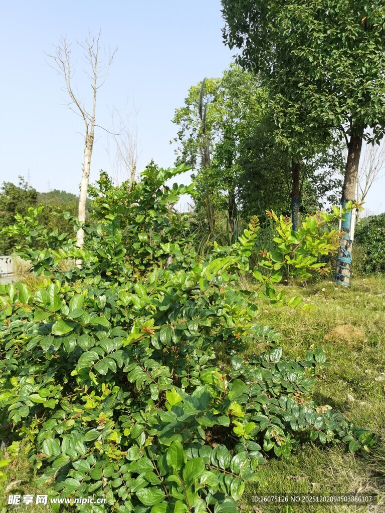 野外繁茂的绿色植物景观