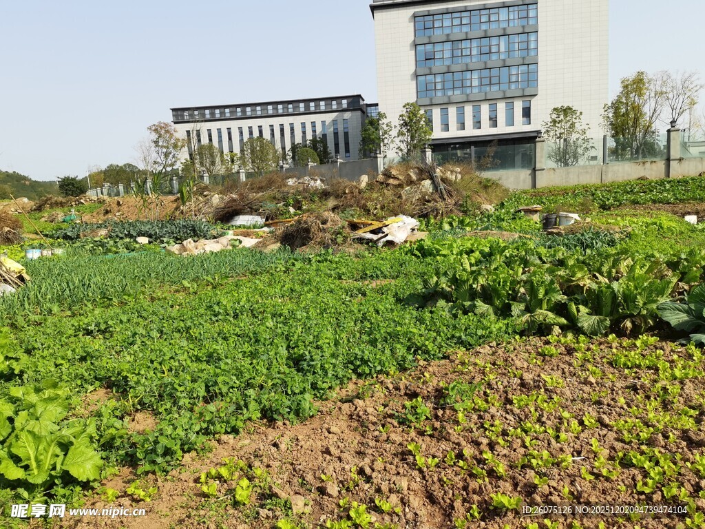 校园旁生机勃勃的菜园
