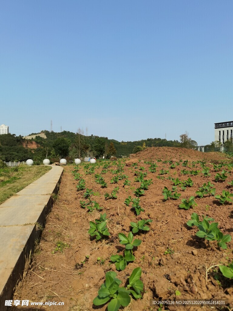 农田里的绿色作物景观