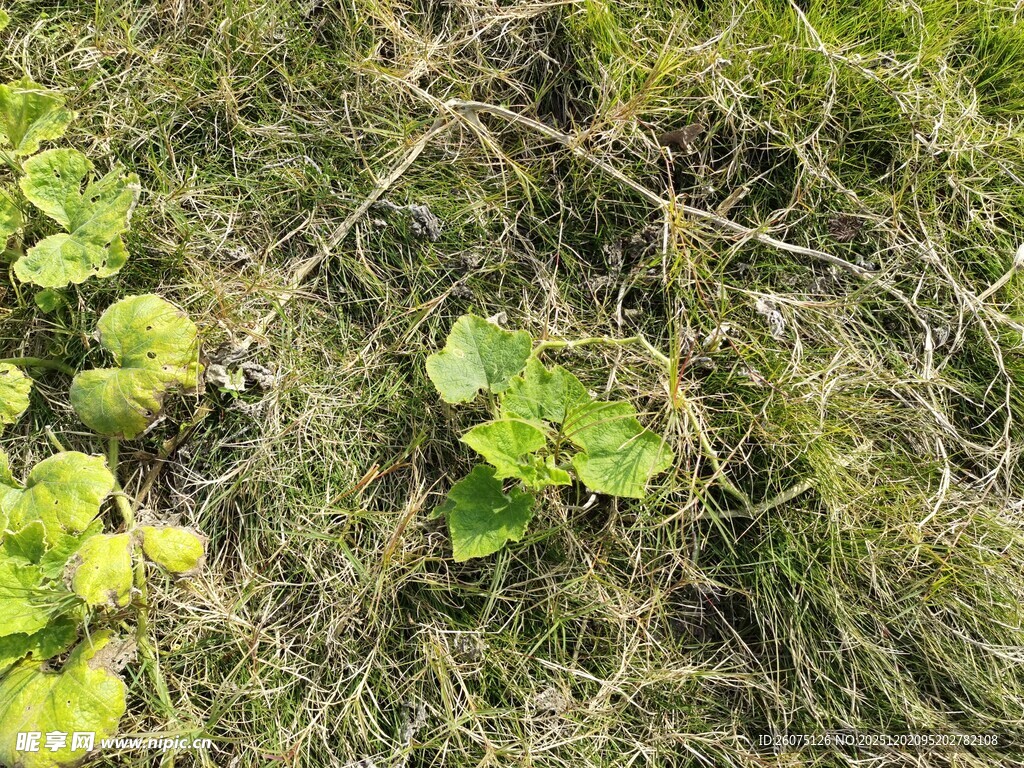 地面上的嫩绿植物