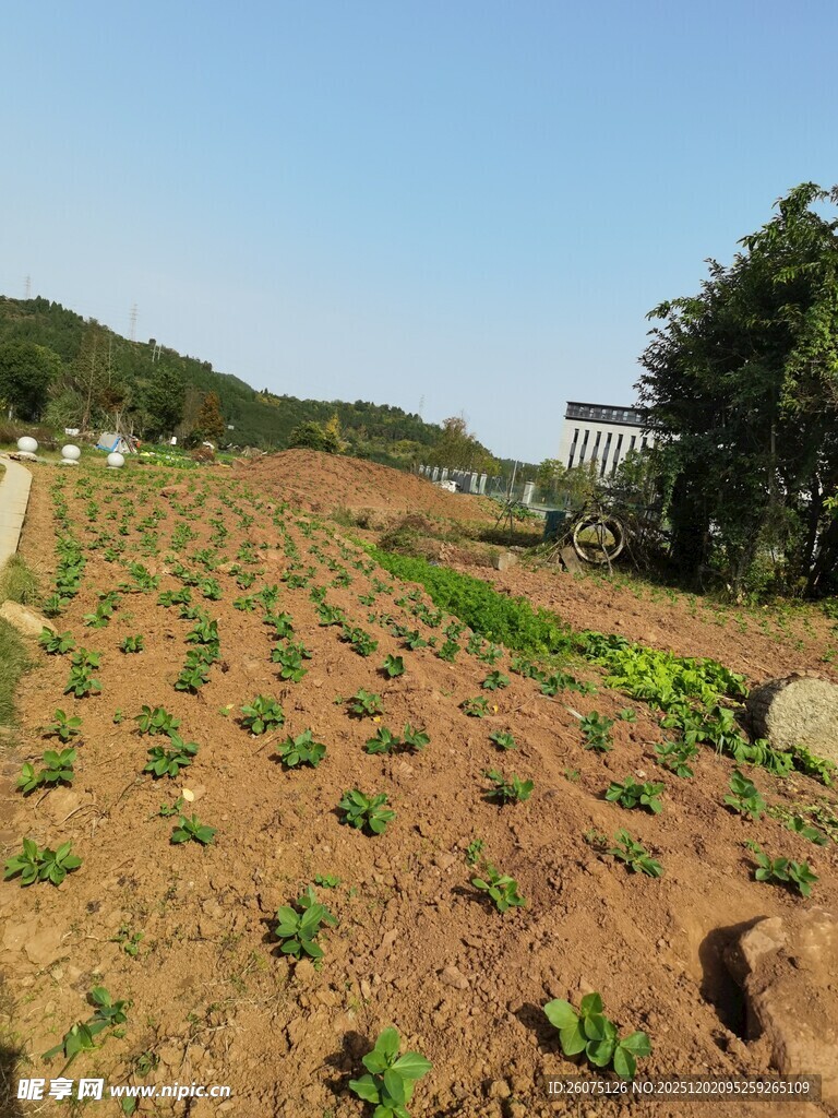 田园菜地绿意初萌