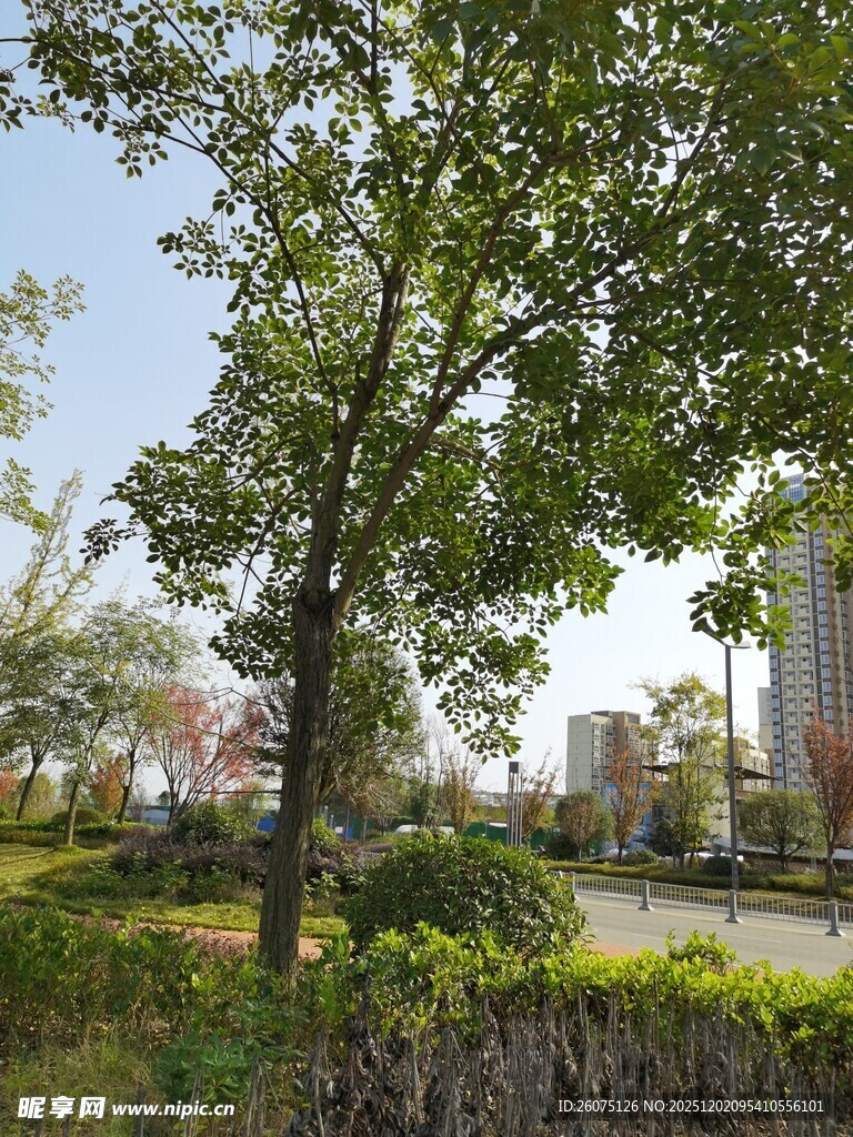 城市中的绿意盎然景观