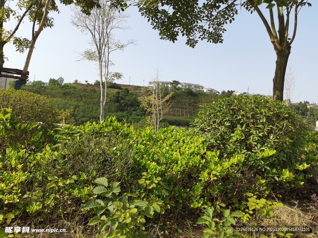 绿意盎然的户外自然景致