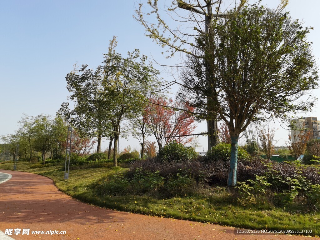 公园中的绿树与蜿蜒小路