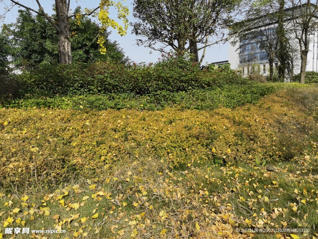 秋日黄花烂漫的田野风光