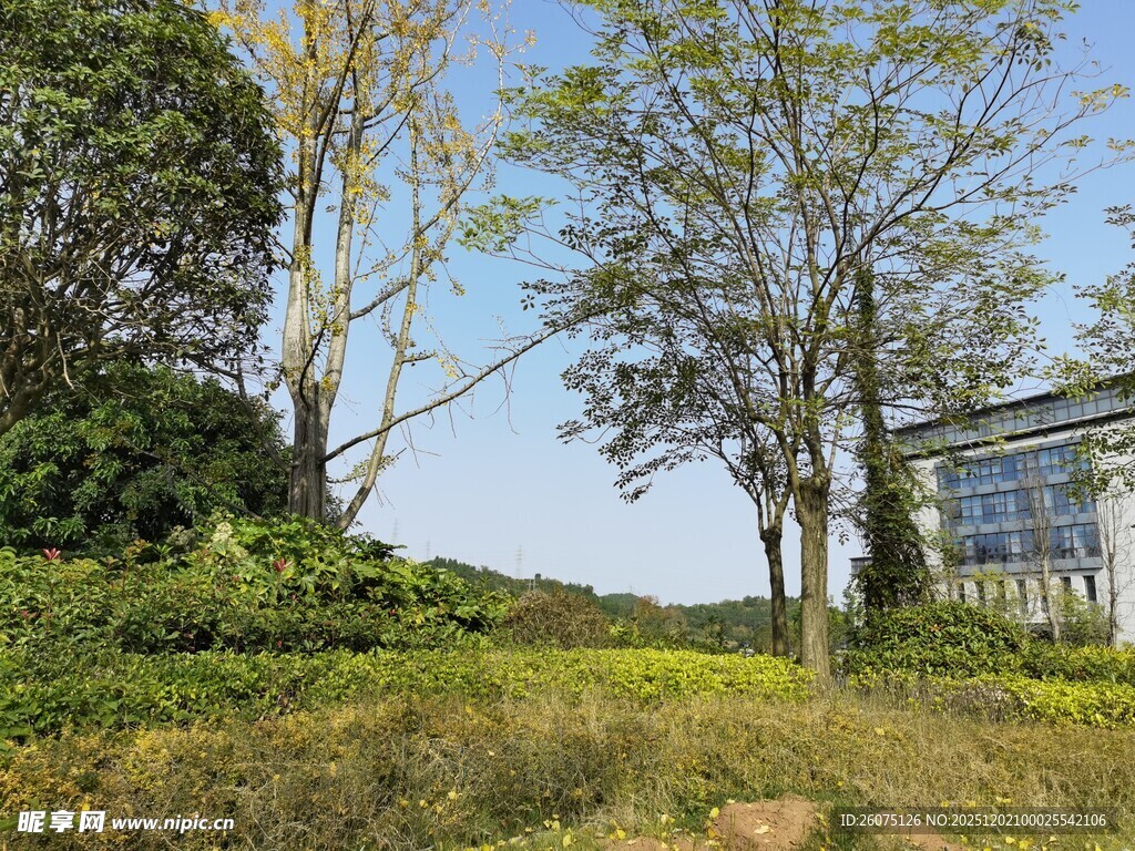 户外绿意盎然的自然景致