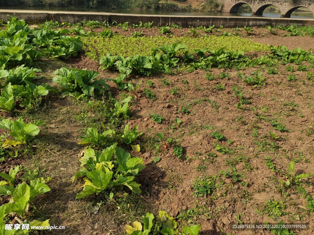田园菜地的鲜嫩蔬菜