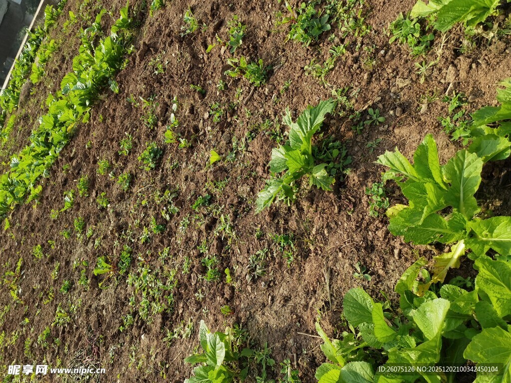 农田中的绿色植物景观