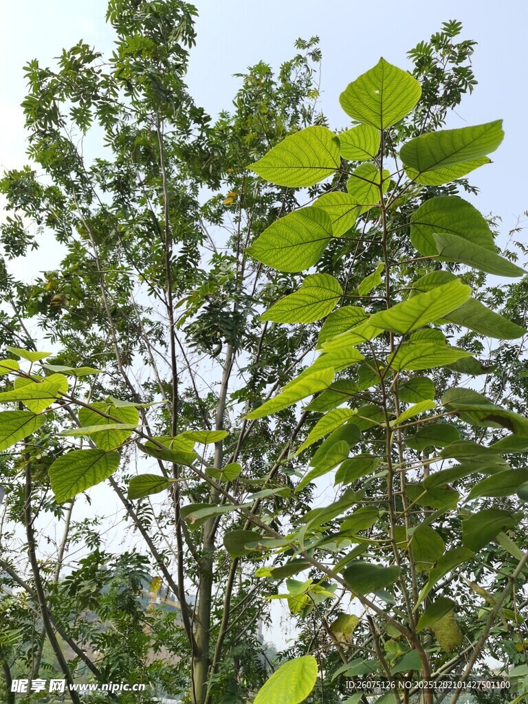 绿叶繁茂的树木景观