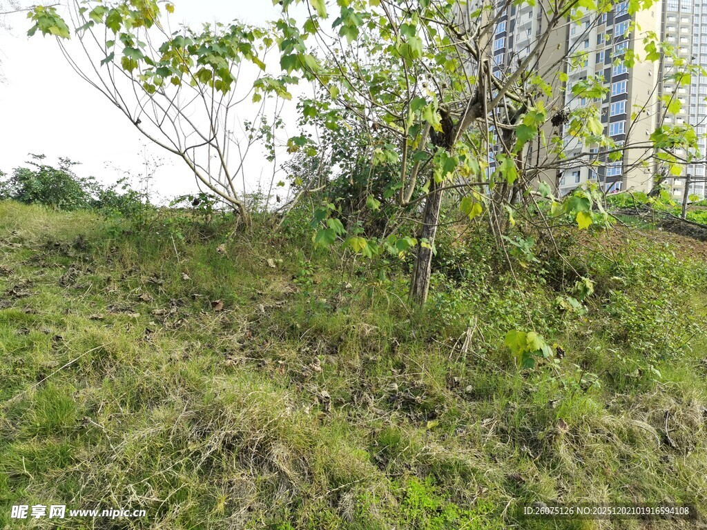 城市边的杂草丛生之地