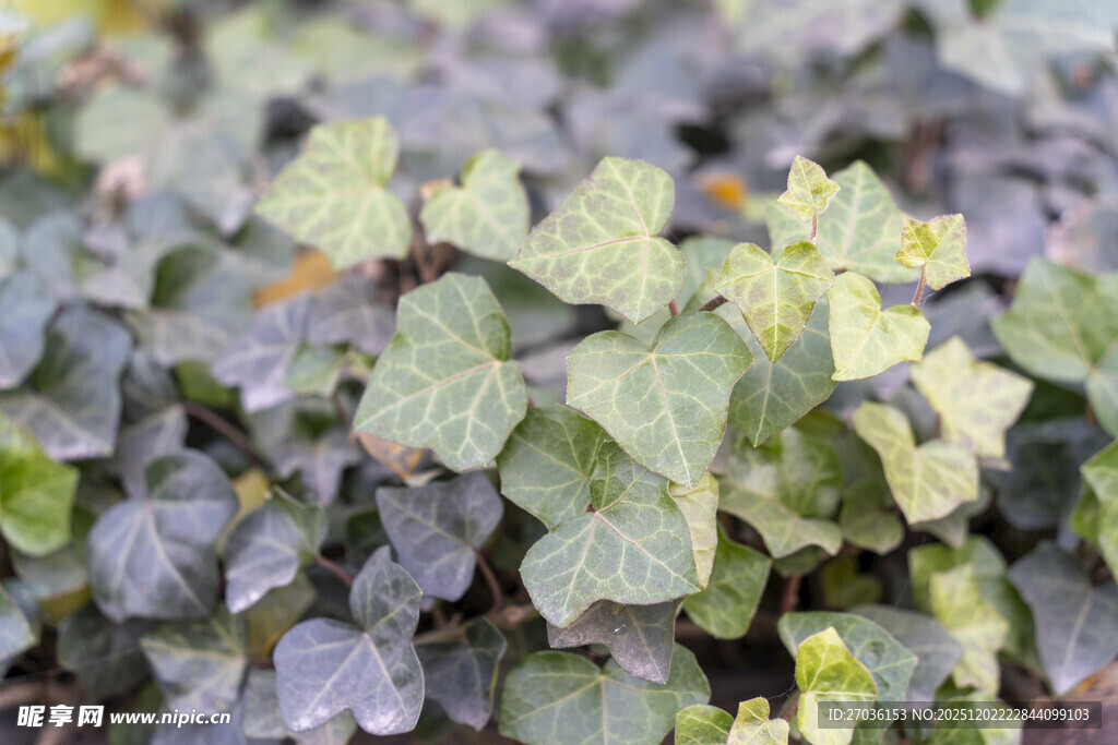 多彩叶片植物特写