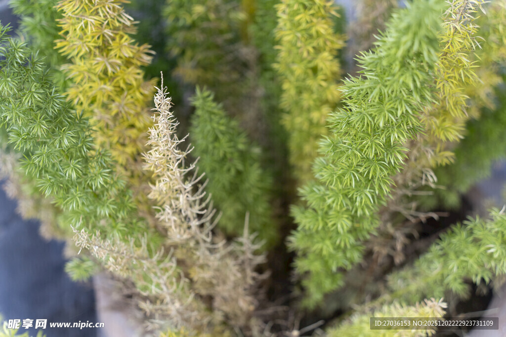 绿色与黄色相间的植物